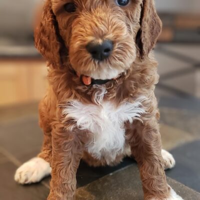 Mini Goldendoodle