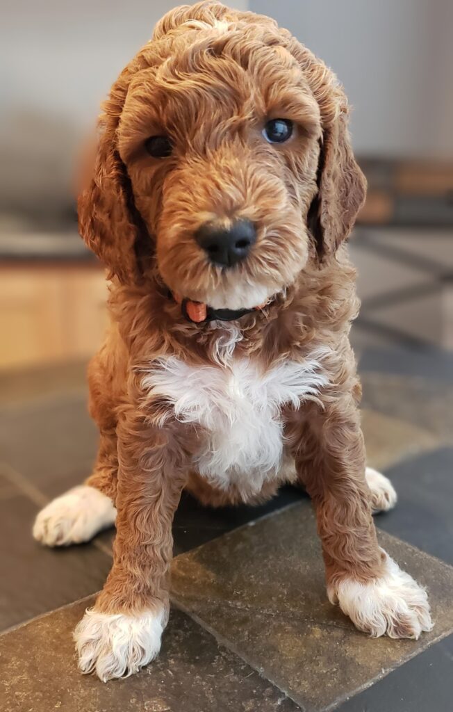 Mini Goldendoodle