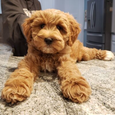 Goldendoodle