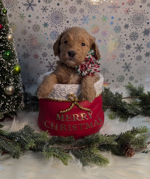 goldendoodle for adoption