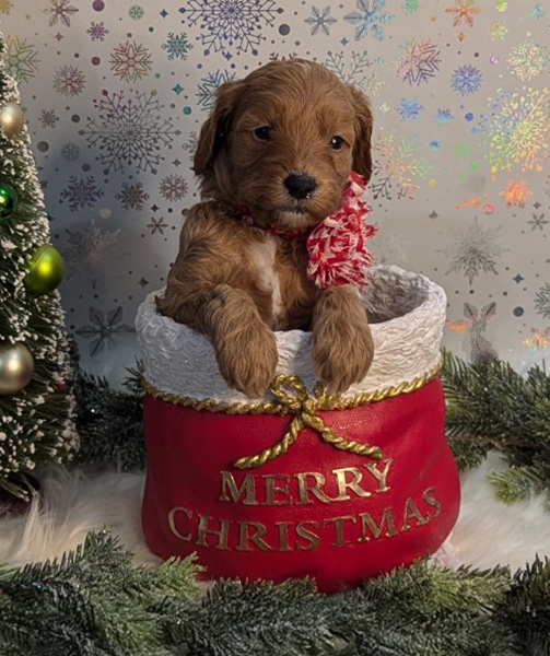 goldendoodle for adoption