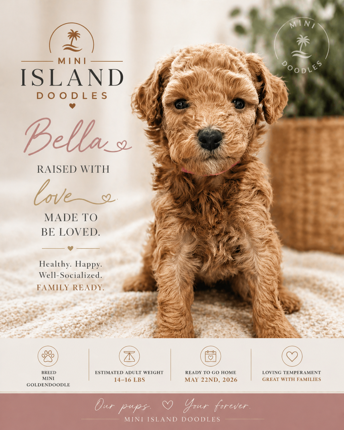 Bella - Mini Goldendoodle puppy