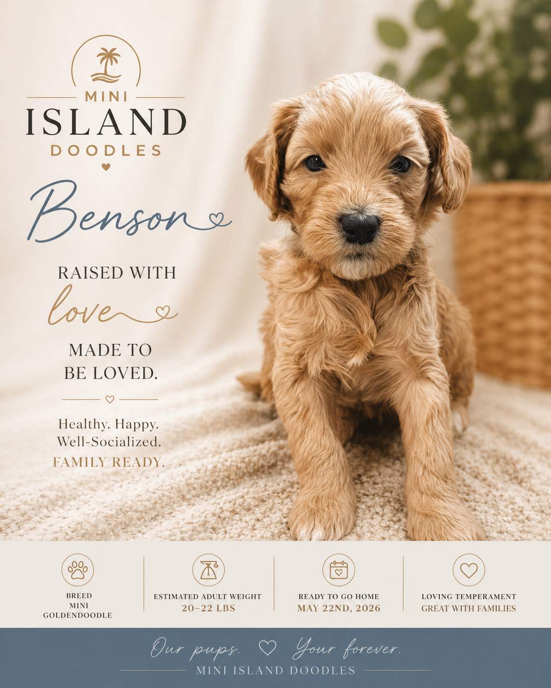 Benson - Mini Goldendoodle puppy