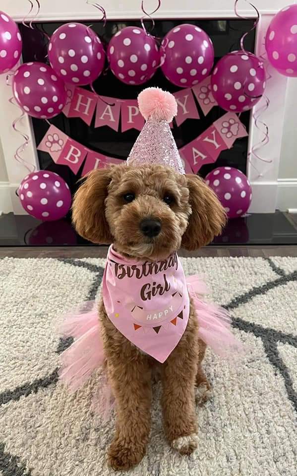 Birthday Pup