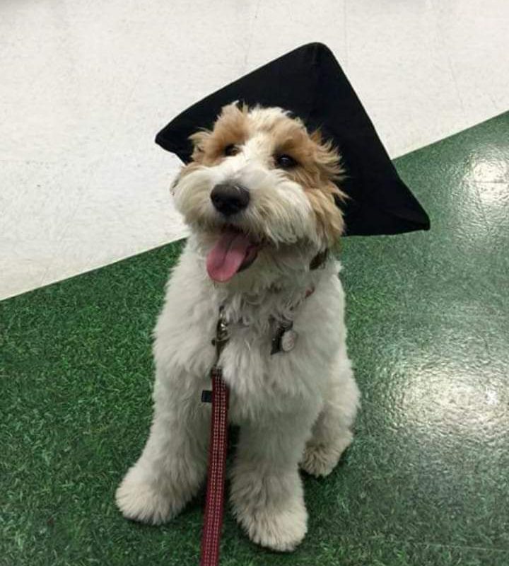 A Mini Island Doodles puppy in their forever home