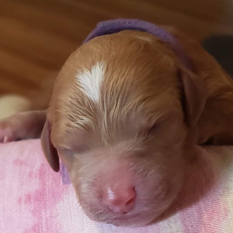A Mini Island Doodles puppy in their forever home