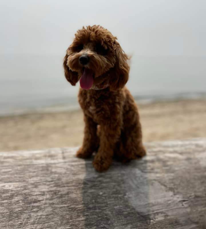 A Mini Island Doodles puppy in their forever home