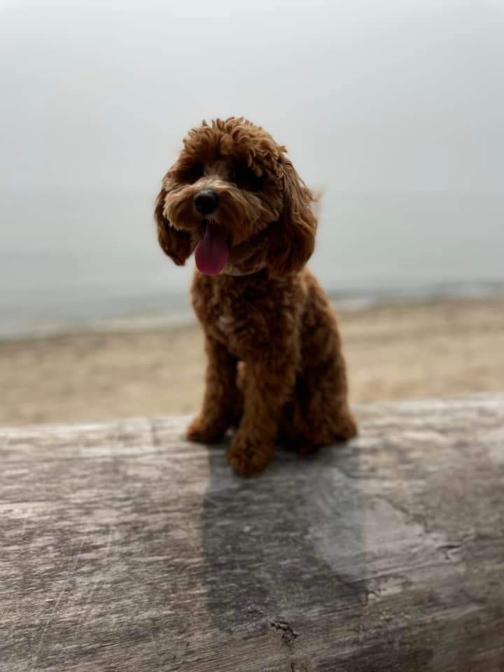A close-up portrait