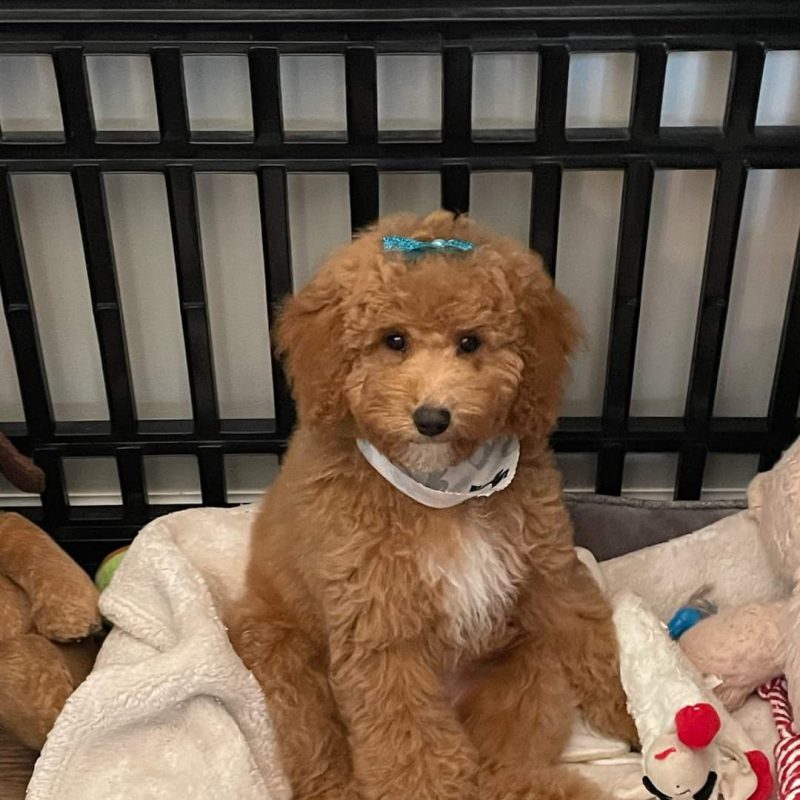 A Mini Island Doodles puppy in their forever home