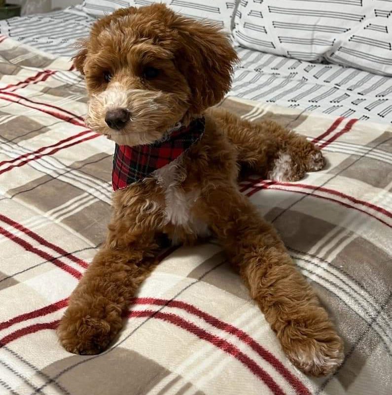 A Mini Island Doodles puppy in their forever home