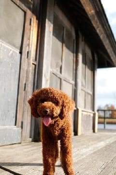 A Mini Island Doodles puppy in their forever home