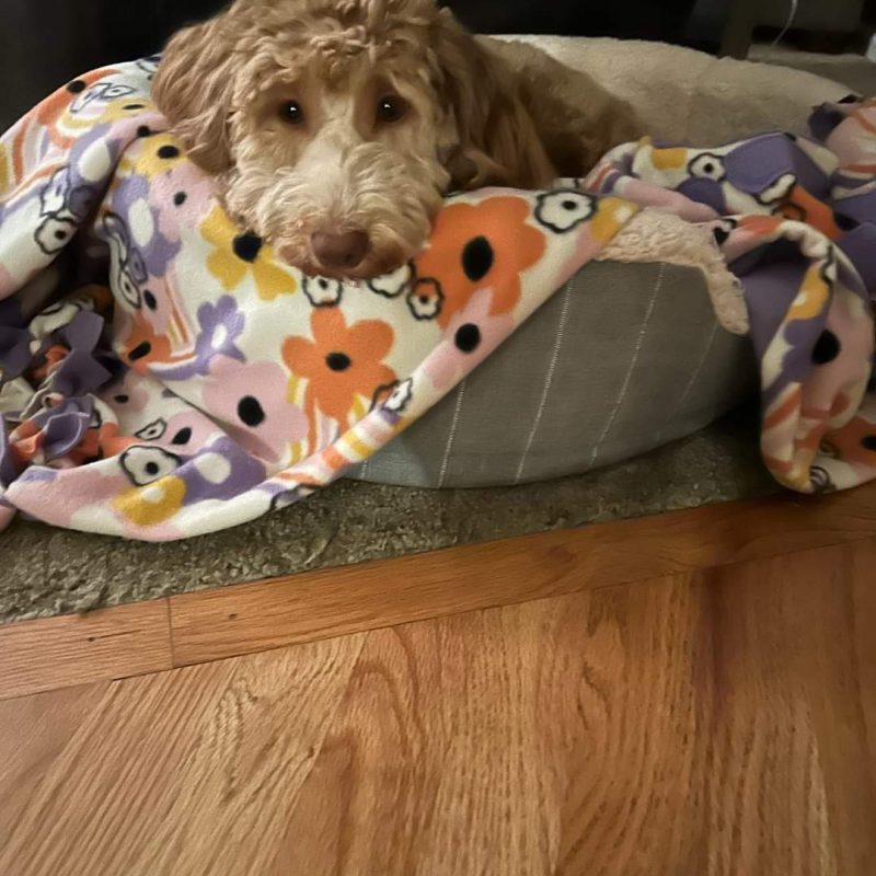 A Mini Island Doodles puppy in their forever home