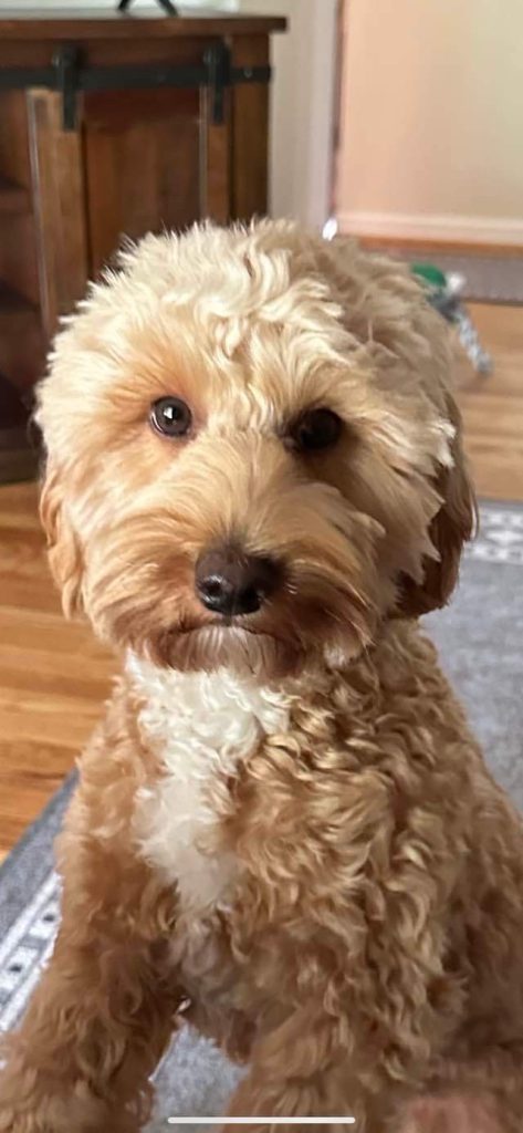 Patient pose