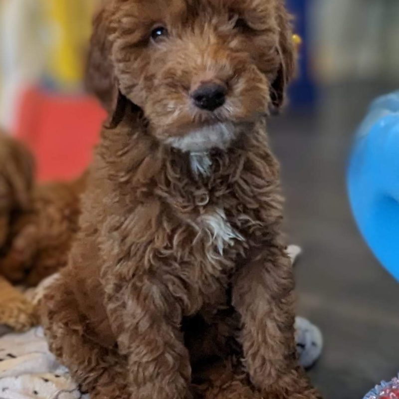 A Mini Island Doodles puppy in their forever home