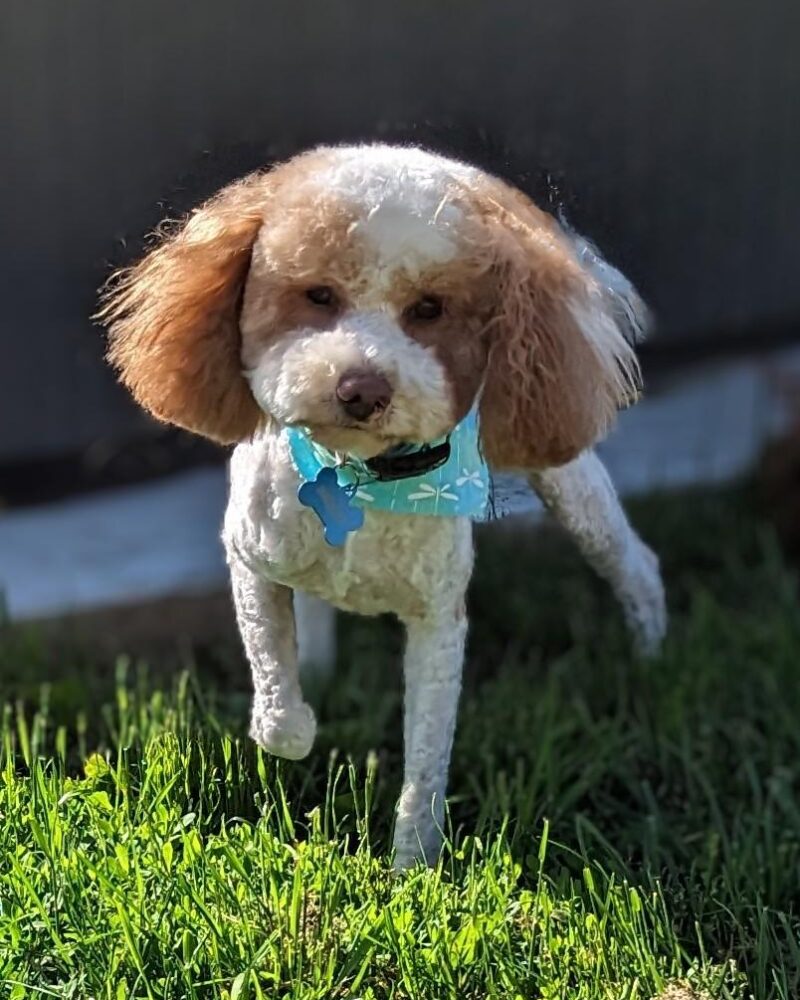 Bentley