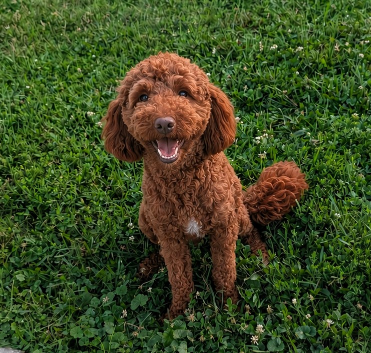 Romeo