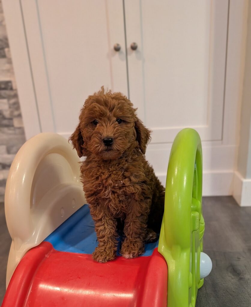Female Mini Goldendoodle — Mini Goldendoodle puppy