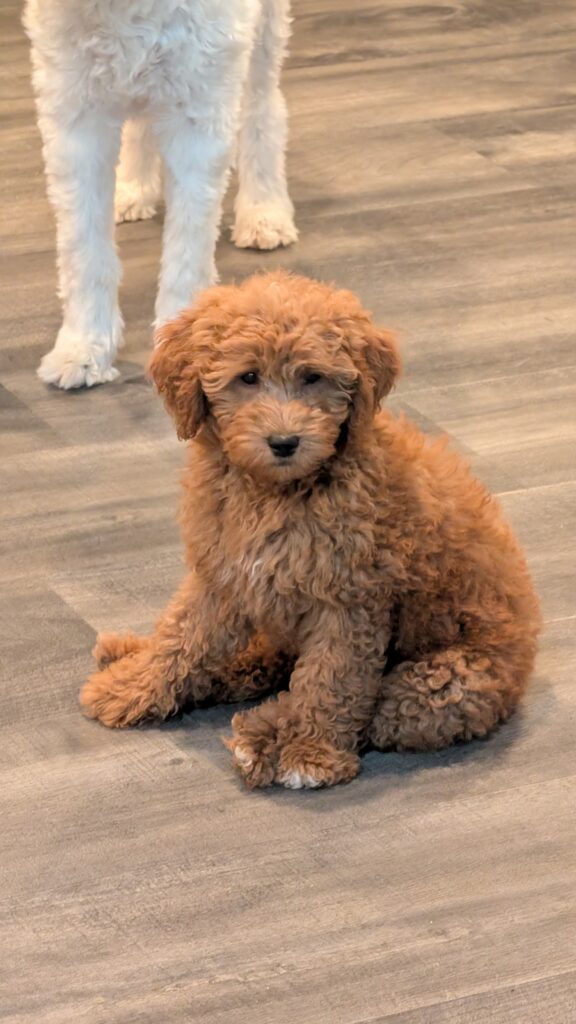 Female Mini Goldendoodle — Mini Goldendoodle puppy