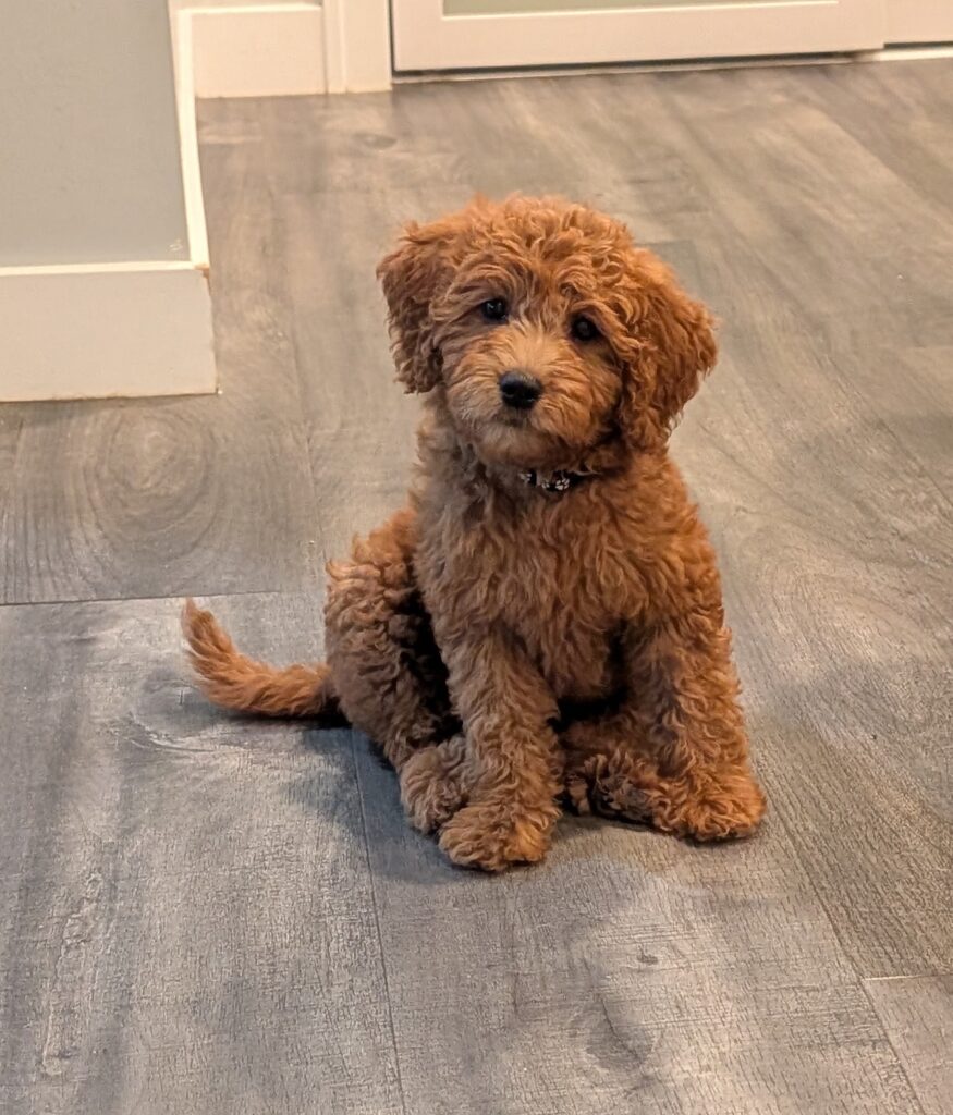 Female Mini Goldendoodle — Mini Goldendoodle puppy