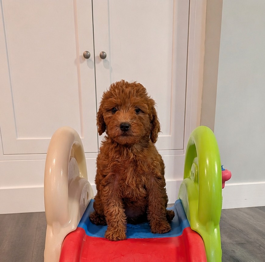 Female Mini Goldendoodle — Mini Goldendoodle puppy